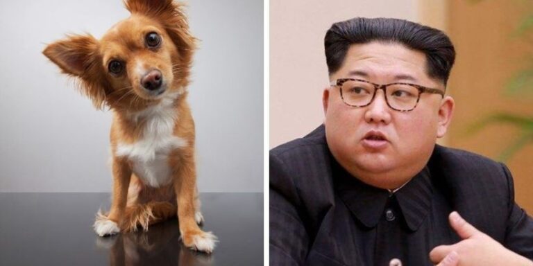Corea-del-Norte_Perros