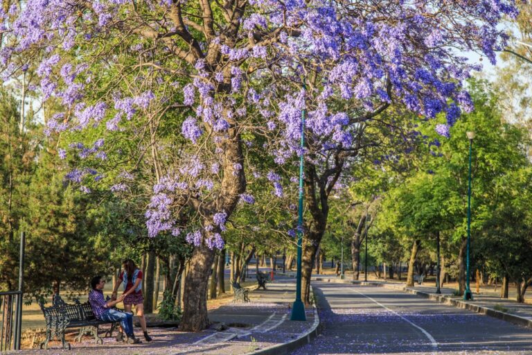 jacarandas-bosque-chapultepec
