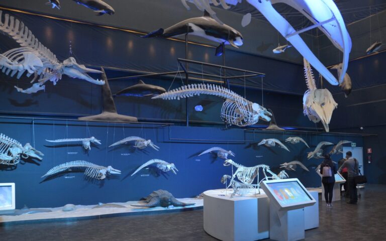 universum-museo-ciencia-reabre-puertas-unam-15072021