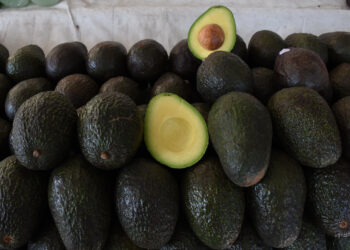 Luis Doporto Alejandre explica variedades del aguacate producido en Michoacán.