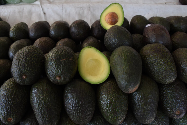 Luis Doporto Alejandre explica variedades del aguacate producido en Michoacán.