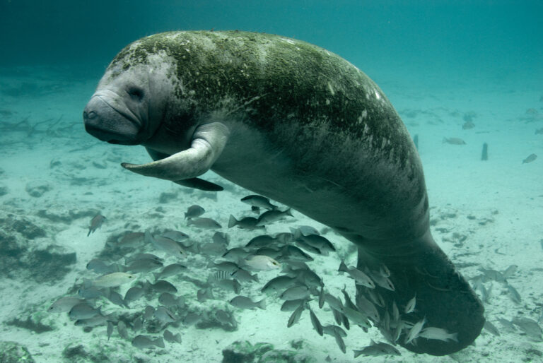 Ejemplar de manatí en playas de Quintana Roo. SAC-TUN.