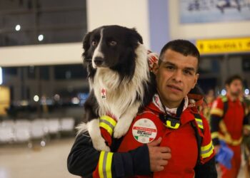 Perritos rescatistas viajan a Turquía