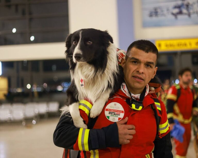 Perritos rescatistas viajan a Turquía
