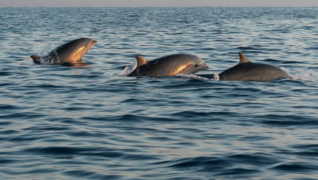 vaquita marina semarnat ginebra