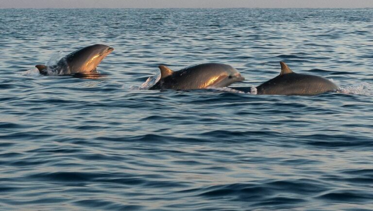vaquita marina semarnat ginebra