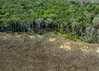 Grupo AJE: Bosques Tropicales albergan una asombrosa riqueza natural