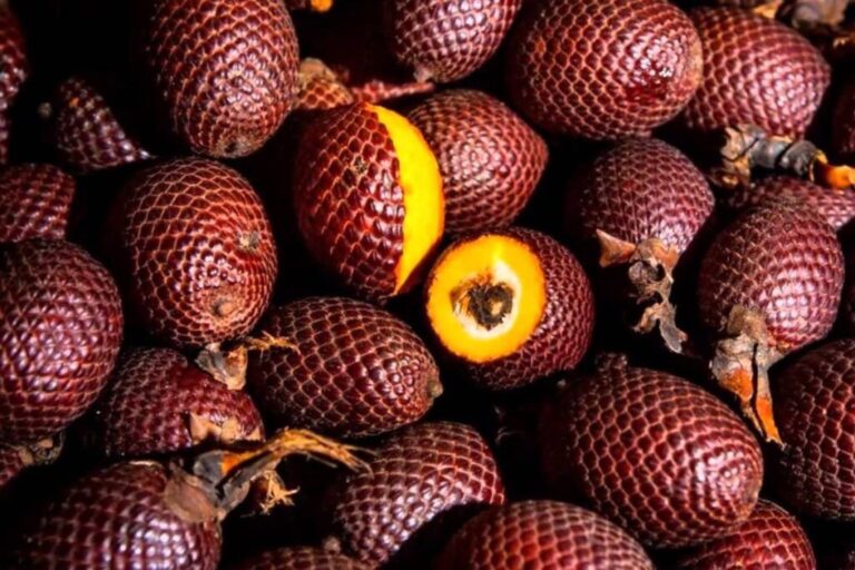 Grupo AJE: Conservación de los ecosistemas de superfrutos