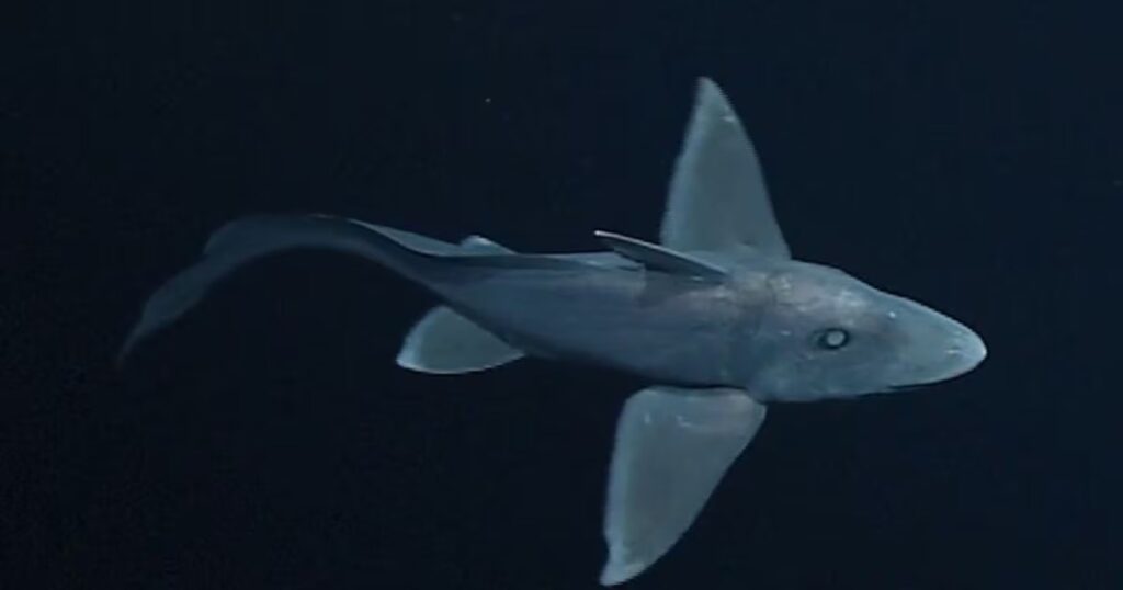 Descubren nueva especie de tiburón fantasma en aguas profundas de Nueva Zelanda
