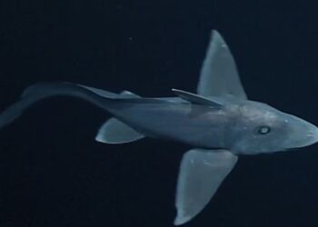 Descubren nueva especie de tiburón fantasma en aguas profundas de Nueva Zelanda