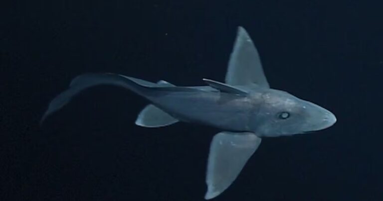 Descubren nueva especie de tiburón fantasma en aguas profundas de Nueva Zelanda