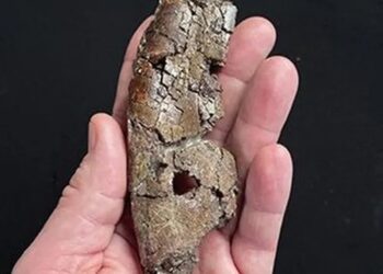 Un tiranosaurio patilargo emerge del desierto mexicano
