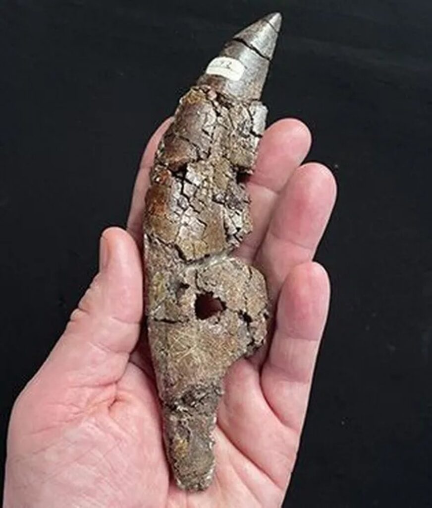 Un tiranosaurio patilargo emerge del desierto mexicano