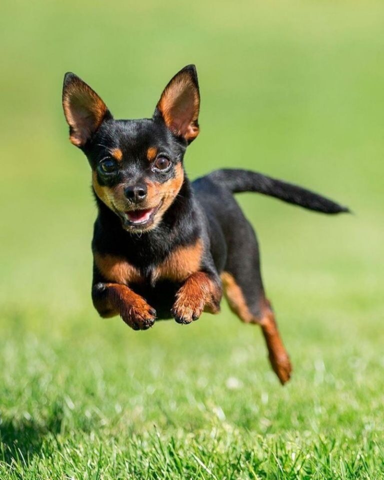Universidad de Montpellier reveló la raza de perro más inteligente