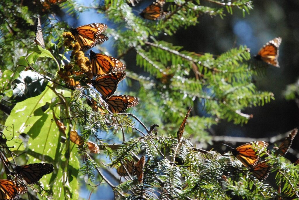 Inicia la temporada de visitación a los santuarios de Mariposa Monarca