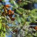 Inicia la temporada de visitación a los santuarios de Mariposa Monarca