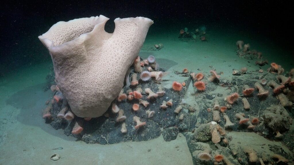 Encuentran prósperos ecosistemas tras el desprendimiento de iceberg en Antártida