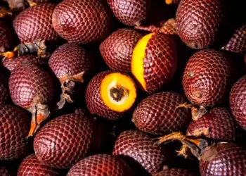 Grupo AJE impulsa la conservación del suelo mediante superfrutos amazónicos