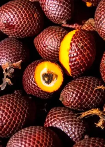 Grupo AJE impulsa la conservación del suelo mediante superfrutos amazónicos