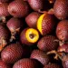 Grupo AJE impulsa la conservación del suelo mediante superfrutos amazónicos