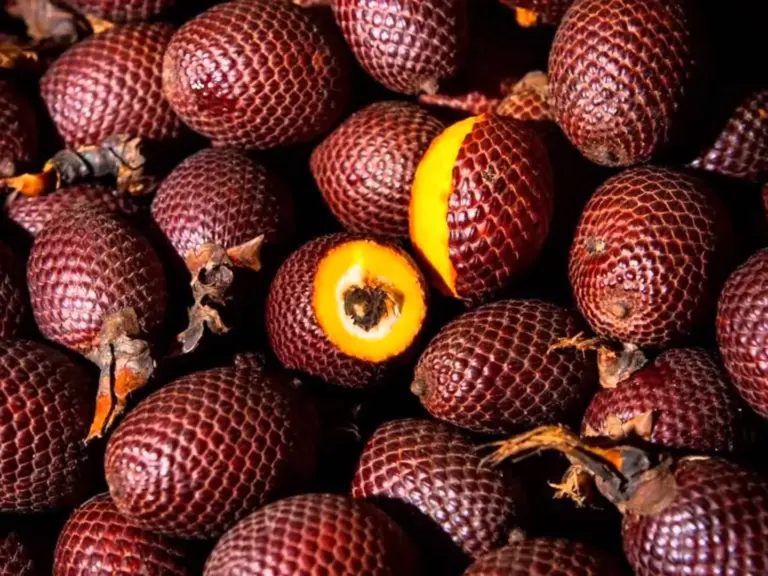Grupo AJE impulsa la conservación del suelo mediante superfrutos amazónicos