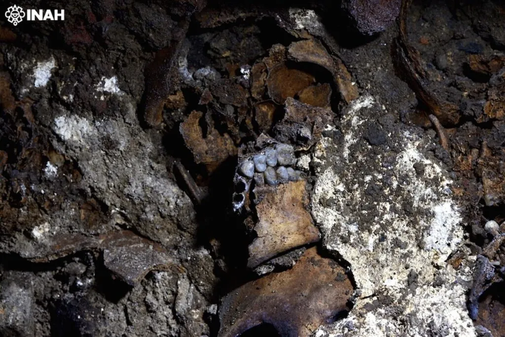 A 10 años del hallazgo del Huei Tzompantli de Tenochtitlan analizan cráneos humanos