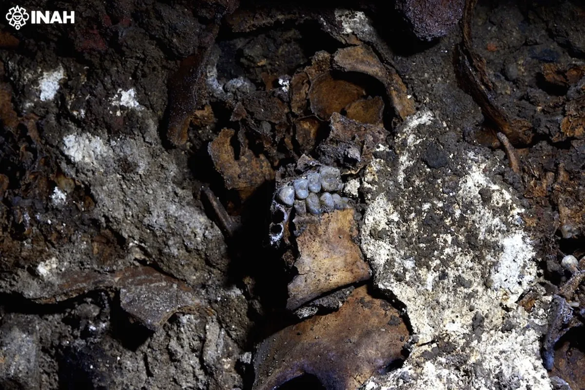 A 10 años del hallazgo del Huei Tzompantli de Tenochtitlan analizan cráneos humanos