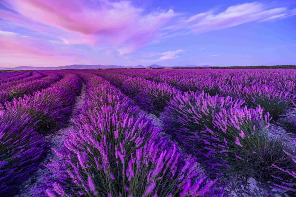 Campos de lavanda en Provenza al atardecer que reflejan el estilo de vida y atractivo cultural de la región francesa.