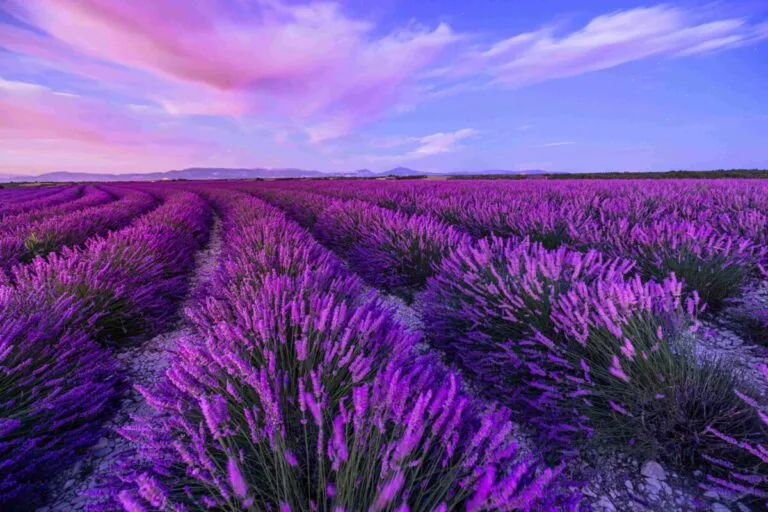 Campos de lavanda en Provenza al atardecer que reflejan el estilo de vida y atractivo cultural de la región francesa.