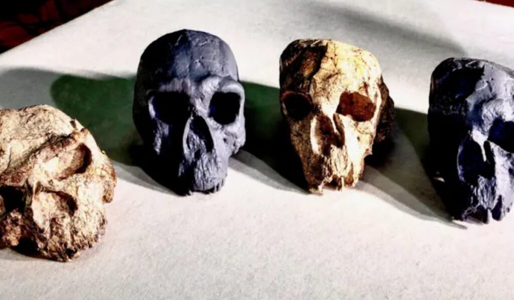 Hallan cráneo de un millón de años que podría reescribir la historia del Homo sapiens
