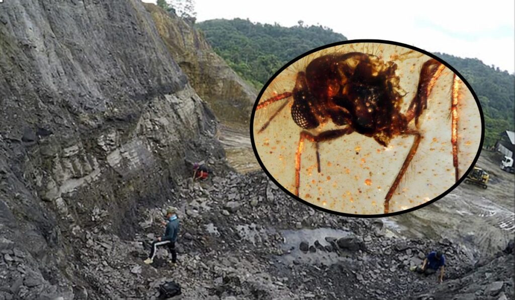 Descubren en Ecuador una cápsula del tiempo prehistórica con insectos atrapados en ámbar