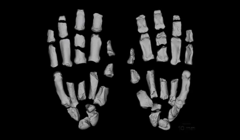 Hallan fósiles que podrían cambiar la historia: ¿el primer fabricante de herramientas no fue del género Homo?
