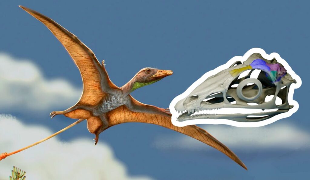 Fósil en Brasil revela cómo los pterosaurios desarrollaron un “cerebro para volar” desde cero
