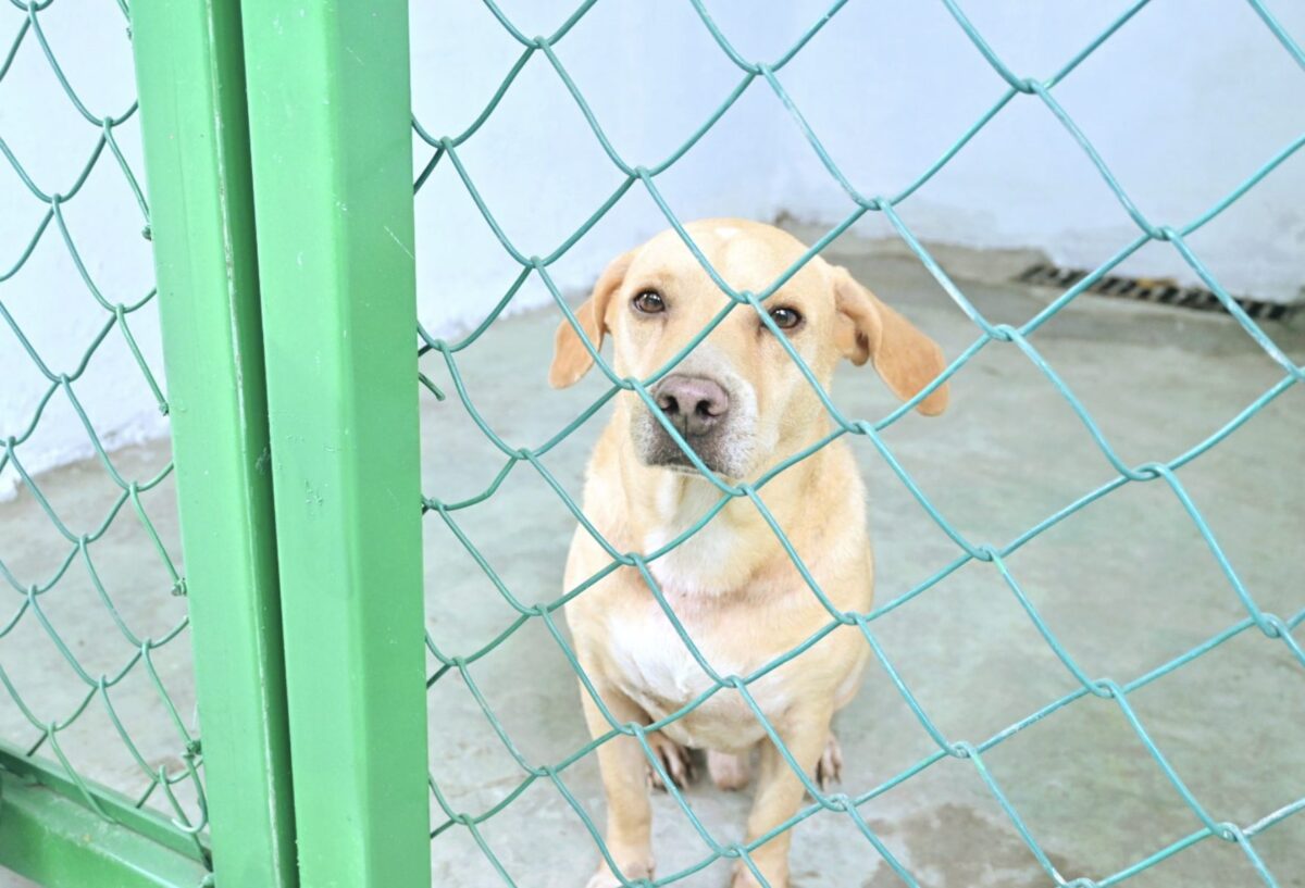 El trabajo de Patricia Lobeira Rodríguez plasmado en un centro de cuidado animal.