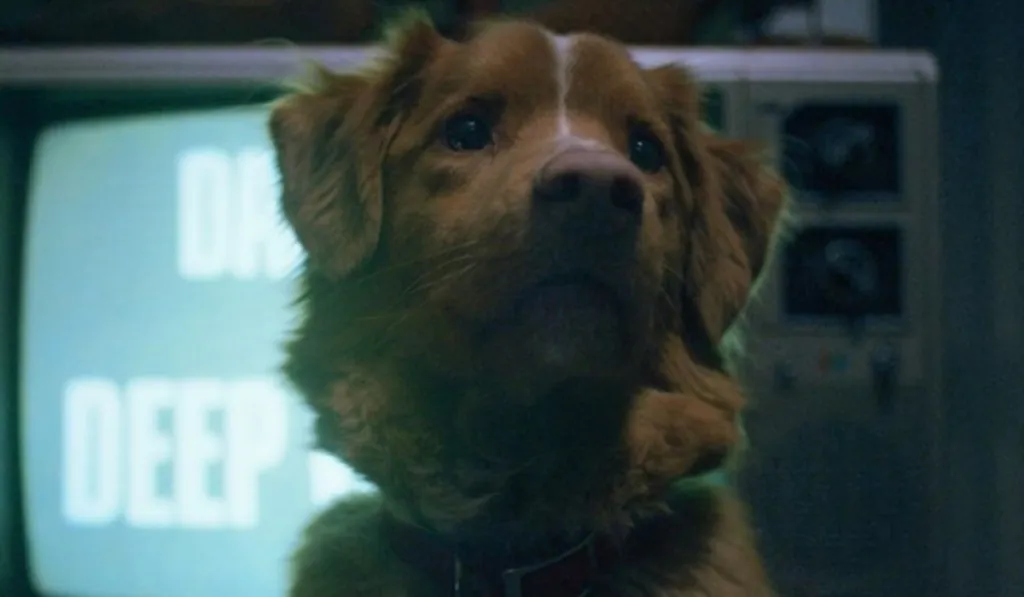 Indy hace historia: un perro gana el Astra 2026 por su actuación en una película de terror