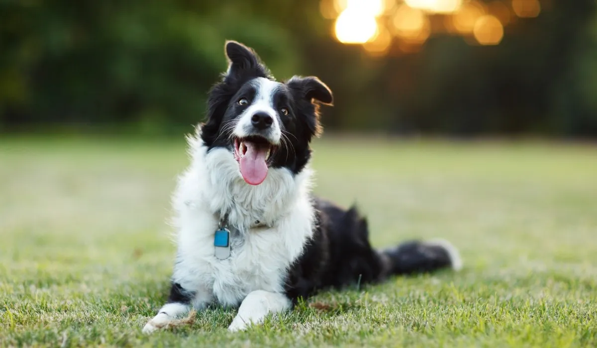 Perros prodigio sorprenden a la ciencia: aprenden palabras solo escuchando conversaciones