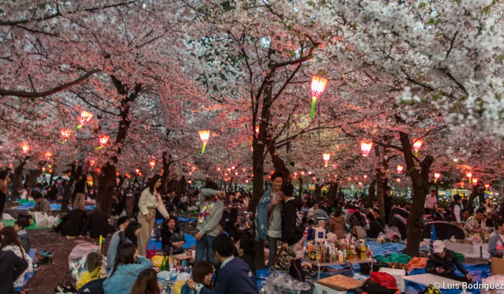 Japón cancela su famoso festival de cerezos por el mal comportamiento de turistas