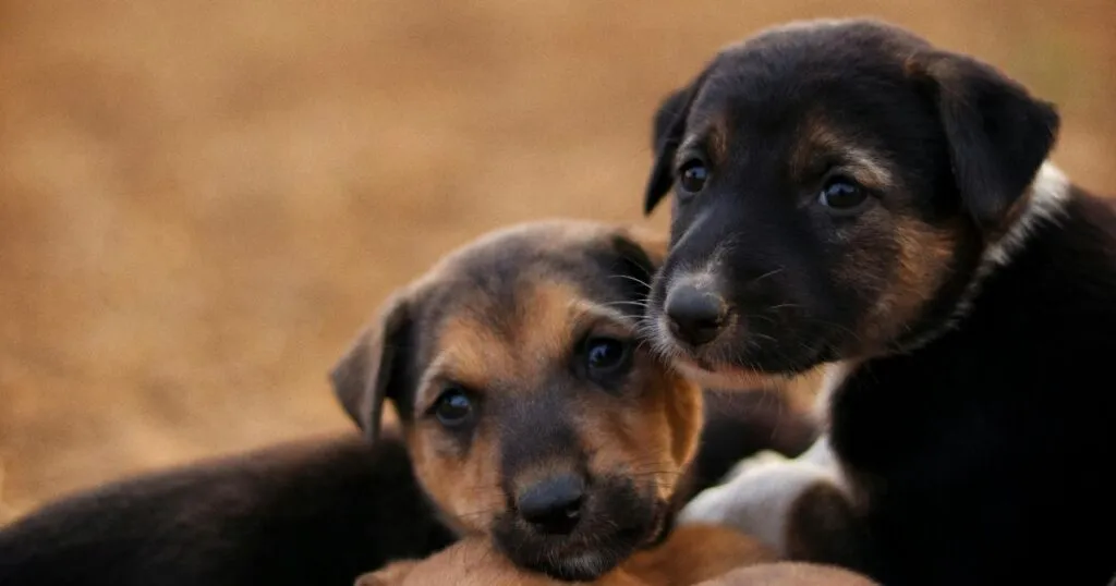 Un estudio clínico del Hospital Veterinario ‘El Colmillo’ y de la Academia Veterinaria de Monterrey demostró alta eficacia de Protecto Max.