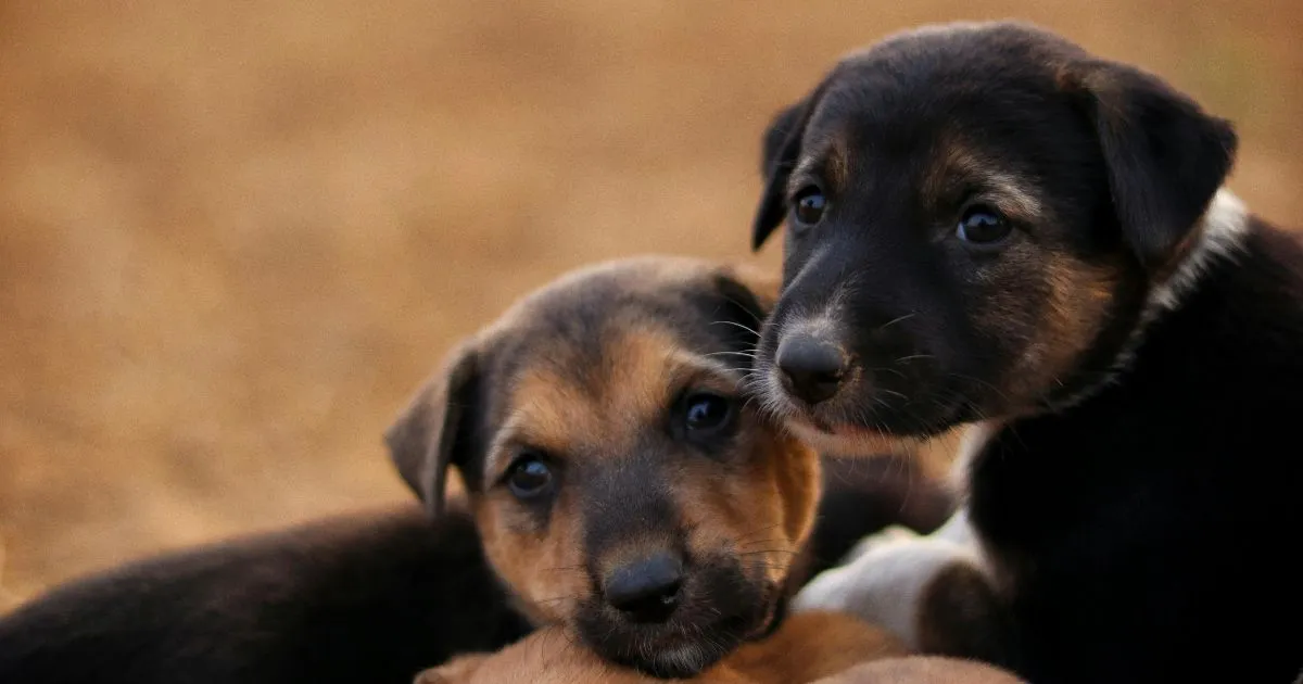 Un estudio clínico del Hospital Veterinario ‘El Colmillo’ y de la Academia Veterinaria de Monterrey demostró alta eficacia de Protecto Max.