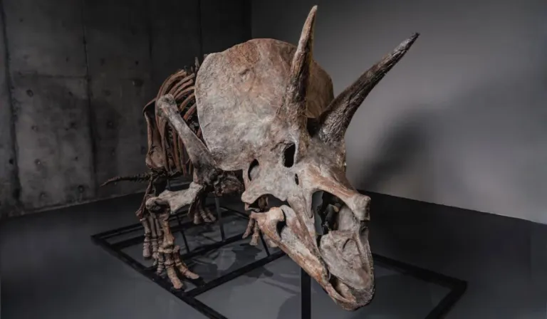 El Triceratops “Trey” de 66 millones de años saldrá a subasta tras pasar 30 años en un museo