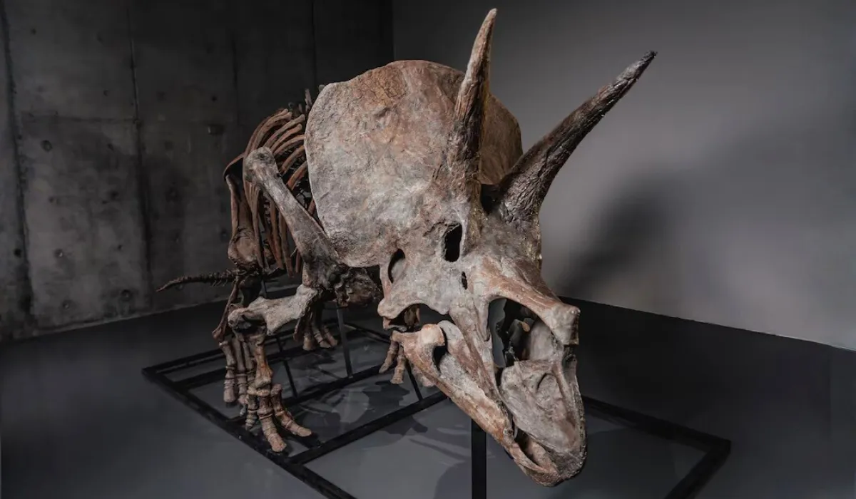 El Triceratops “Trey” de 66 millones de años saldrá a subasta tras pasar 30 años en un museo