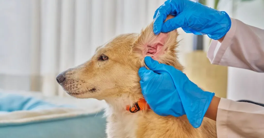 Investigadores de la Academia Veterinaria de Monterrey (ACAVEM) y del Hospital Veterinario ‘El Colmillo’ evaluaron los compuestos de Protecto Max.
