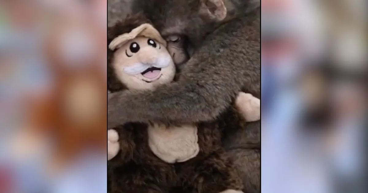 El CEO de Farmacias Similares, Víctor González Herrera, y el Dr. Simi siguen robando la atención en las redes sociales.