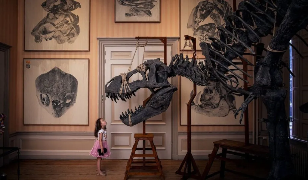Fósiles que parecen arte: la exposición en Ámsterdam que mezcla dinosaurios y barroco