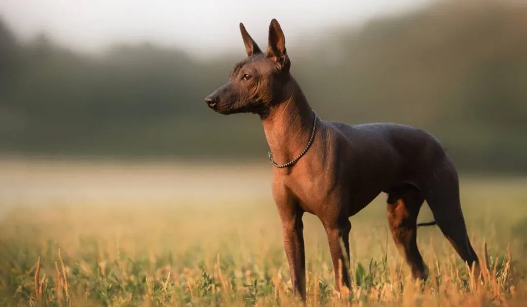 México tendrá su propio homenaje: aprueban el Día Nacional del Xoloitzcuintle