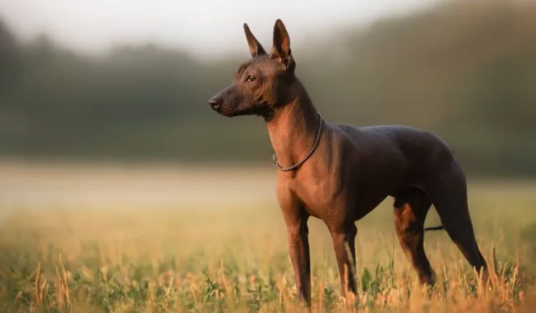 México tendrá su propio homenaje: aprueban el Día Nacional del Xoloitzcuintle