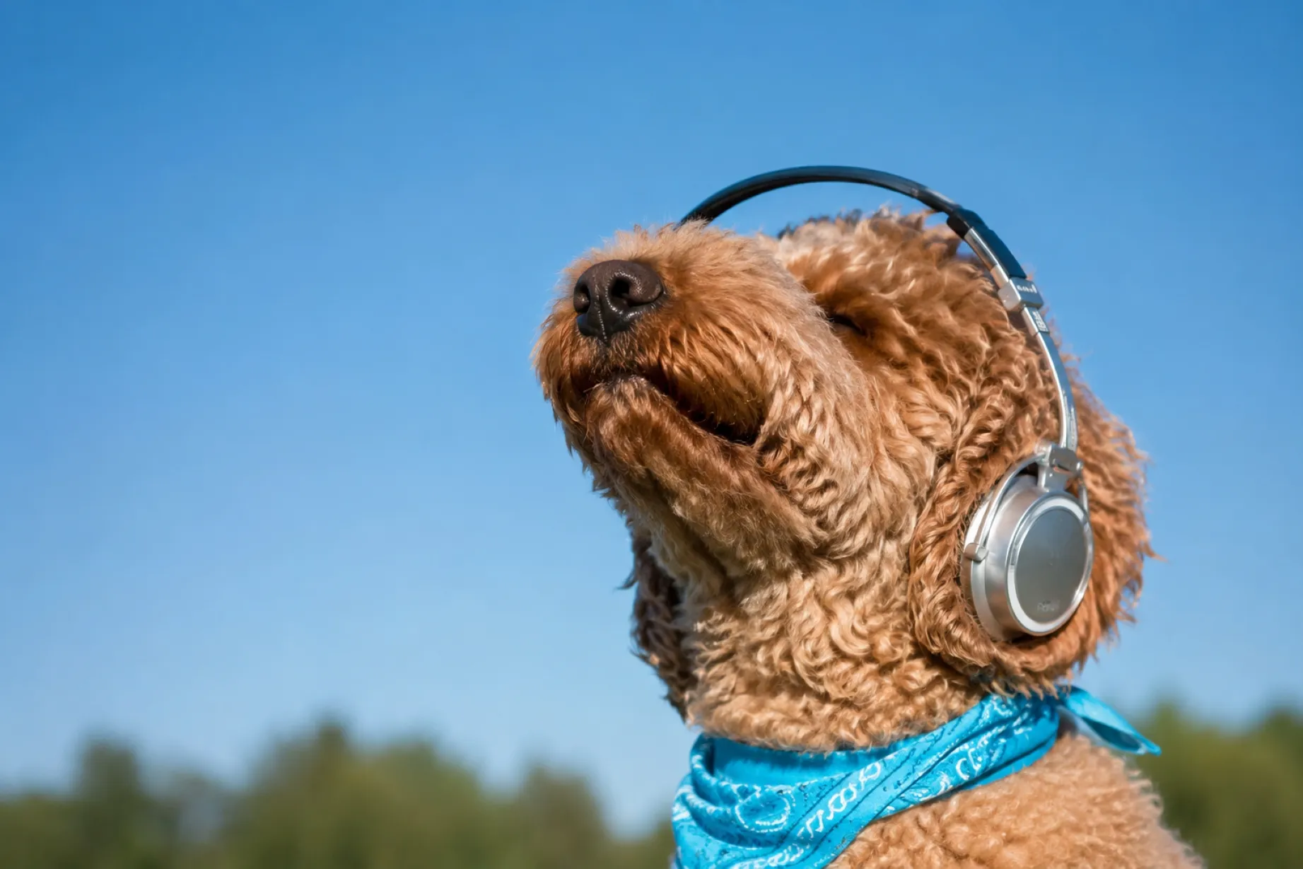 Perro descansando mientras escucha música en un ambiente tranquilo diseñado para reducir el estrés.