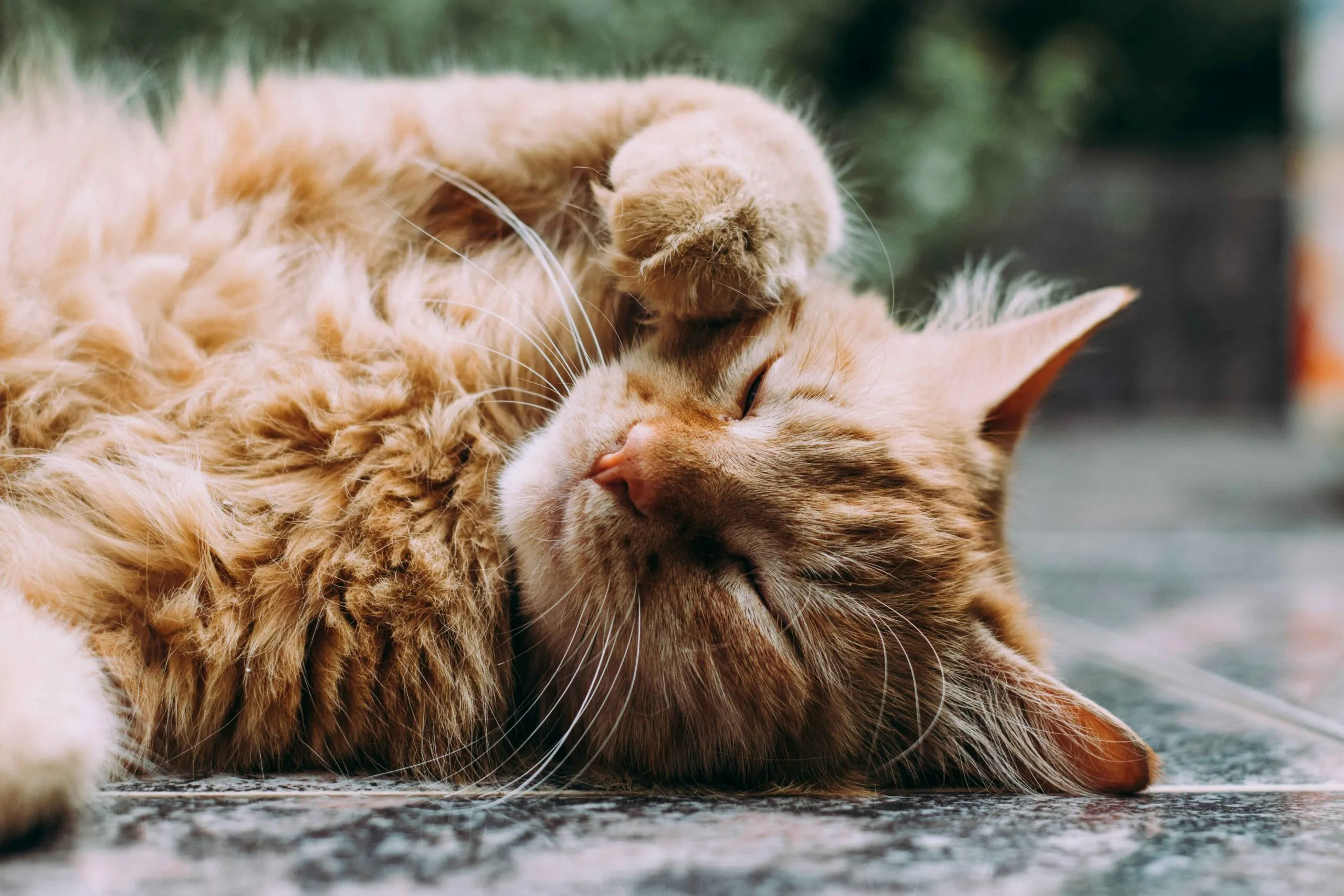 Cuidado felino en Veracruz con familias que priorizan consultas, vacunación, nutrición y medicina preventiva
