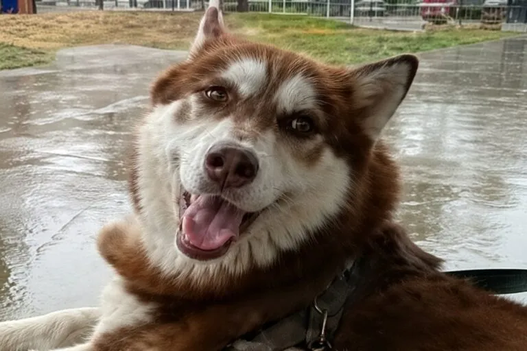 Lucas recibe una pensión para mascotas tras un histórico fallo judicial en Tabasco.