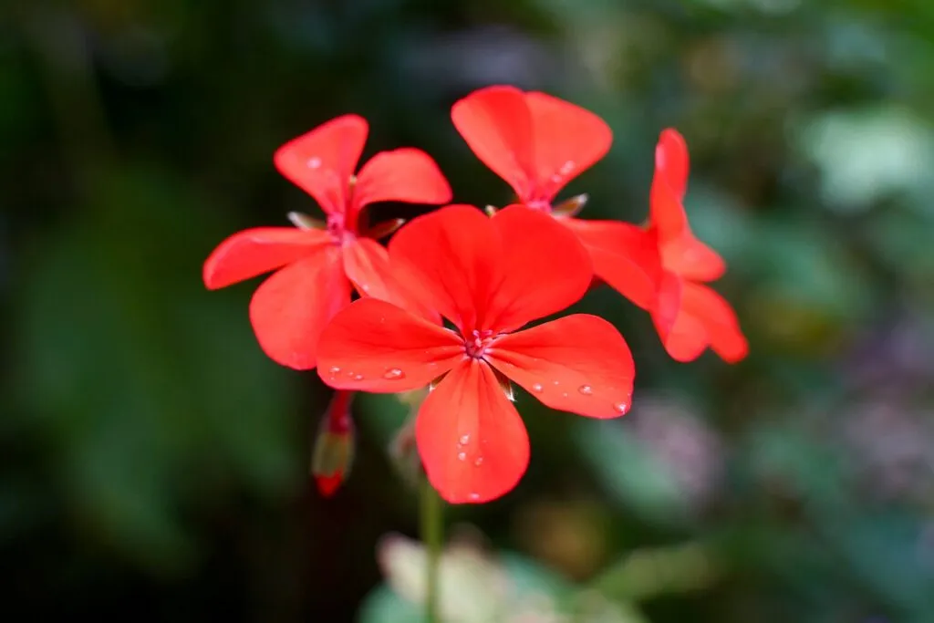 Flores tropicales de la Amazonía rodeadas de vegetación, representando la investigación de compuestos naturales para nuevos medicamentos.